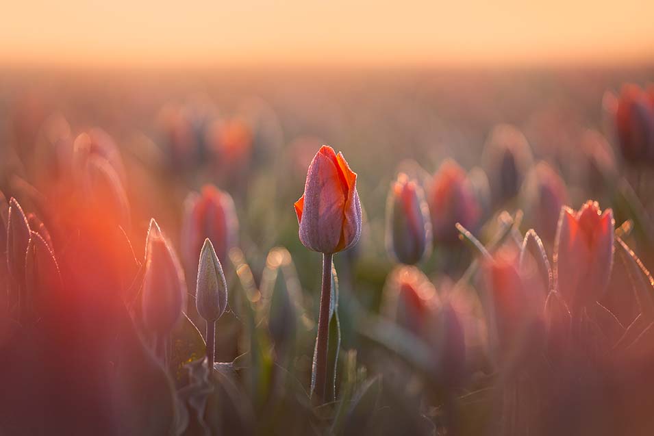 8 tips voor het fotograferen van tulpenvelden - 5