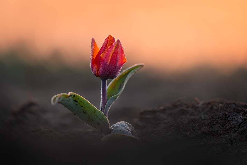 8 tips voor het fotograferen van tulpenvelden - 6
